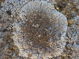 Lecanora garovaglii image