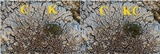 Lecanora garovaglii image