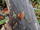 Auricularia angiospermarum image