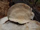 Trametes pubescens image