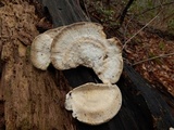 Trametes pubescens image