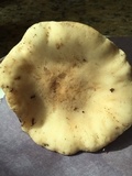 Clitocybe brunneocephala image