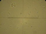 Flammulina velutipes var. lupinicola image