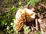 Morchella americana image