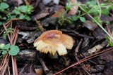 Russula foetentula image