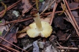 Russula foetentula image