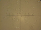 Flammulina velutipes var. lupinicola image