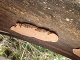 Pseudochaete tabacina image