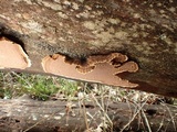Pseudochaete tabacina image
