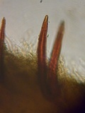 Pseudochaete tabacina image