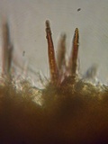 Pseudochaete tabacina image