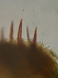 Pseudochaete tabacina image