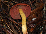 Cortinarius smithii image
