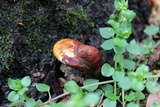 Ganoderma curtisii image