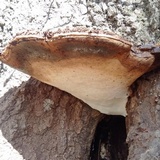 Ganoderma lobatum image
