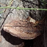 Ganoderma lobatum image