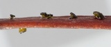 Chloroscypha chloromela image