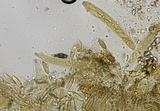 Chloroscypha chloromela image