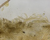 Chloroscypha chloromela image