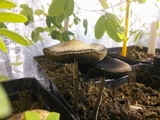 Panaeolus cinctulus image