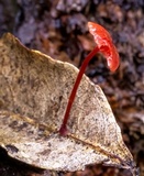Mycena viscidocruenta image