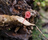 Mycena viscidocruenta image