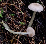 Gliophorus lilacipes image