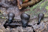 Plectania campylospora image