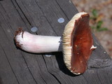 Russula mordax image