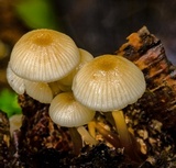 Roridomyces austrororidus image