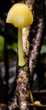 Cyptotrama asprata image