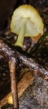 Cyptotrama asprata image