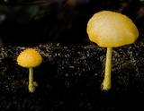 Cyptotrama asprata image