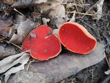Sarcoscypha austriaca image
