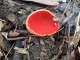 Sarcoscypha austriaca image