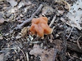 Gyromitra korfii image