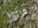 Diploschistes muscorum image