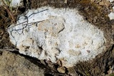 Diploschistes muscorum image