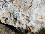 Diploschistes muscorum image