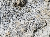 Diploschistes muscorum image