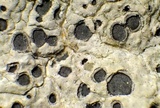 Diploschistes muscorum image