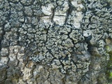 Fuscopannaria leucosticta image