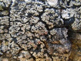 Fuscopannaria leucosticta image
