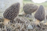 Morchella importuna image