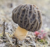 Morchella importuna image