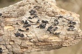 Nemania maritima image