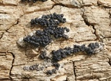 Nemania maritima image