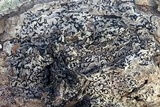 Alyxoria ochrocheila image