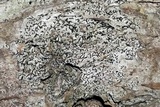 Alyxoria ochrocheila image