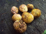 Rhizopogon occidentalis image